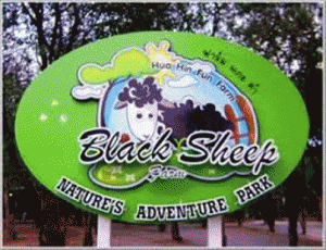 Black Sheep Farm