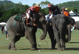 King’s Cup Elephant Polo 2014