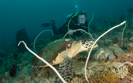 Hua Hin Scuba Diving